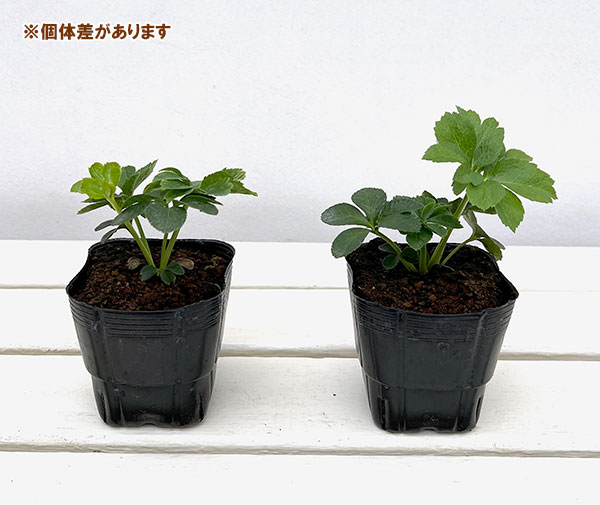 クリスマスローズ 黒のおすすめ人気商品一覧 通販 - Yahoo!ショッピング