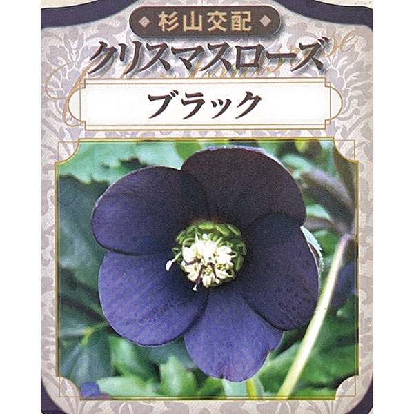 クリスマスローズ 黒のおすすめ人気商品一覧 通販 - Yahoo!ショッピング