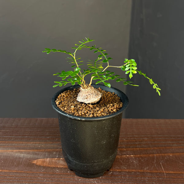 観葉植物 オペルクリカリア パキプス(根挿し)...の詳細画像5