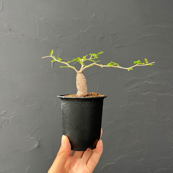 観葉植物 オペルクリカリア パキプス(根挿し)...の詳細画像2