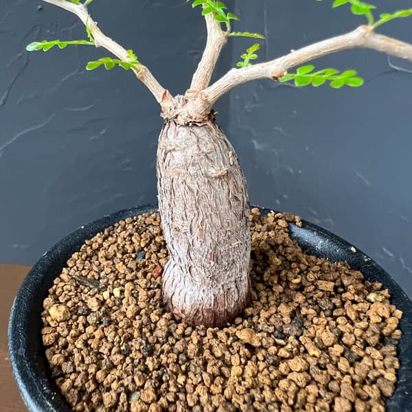観葉植物 オペルクリカリア パキプス(根挿し)...の詳細画像3