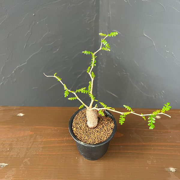 観葉植物 オペルクリカリア パキプス(根挿し)...の詳細画像4