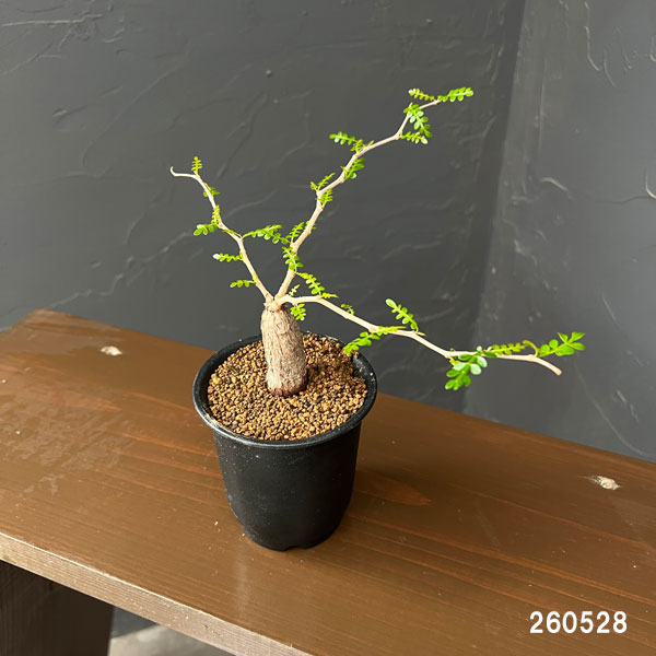 観葉植物 オペルクリカリア パキプス(根挿し)...の詳細画像1
