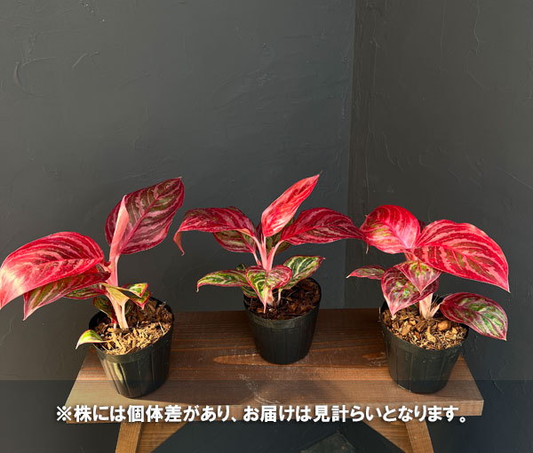 アグラオネマ レッドアーミー（観葉植物） | 花、ガーデニング の商品