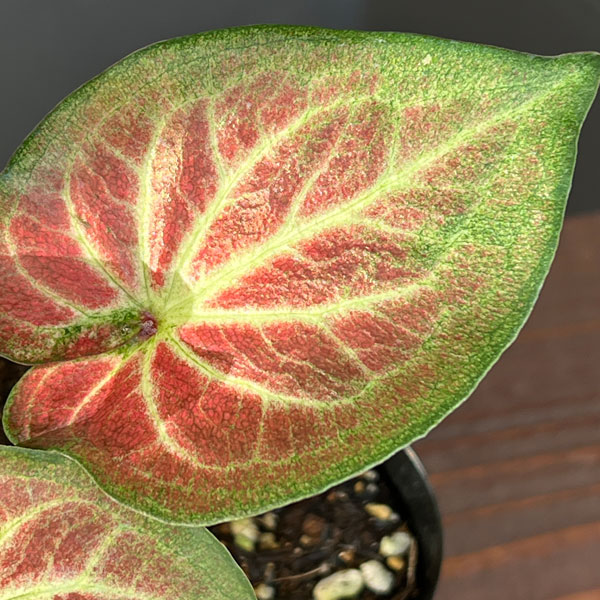 ヒカゲノカズラ（観葉植物） | 花、ガーデニング の商品一覧 通販