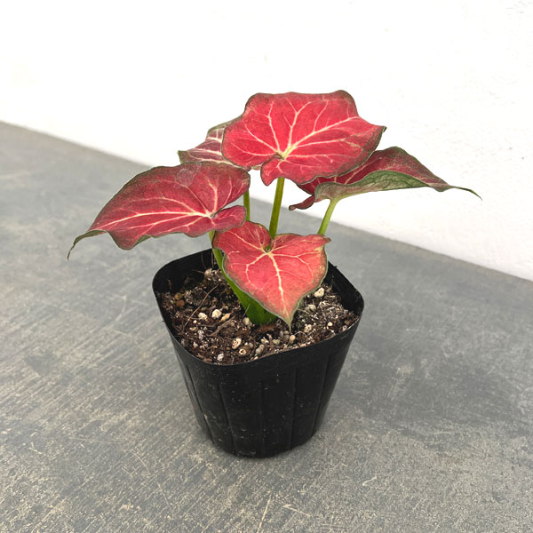 カラジウム カラジューム（観葉植物） | 花、ガーデニング の商品一覧