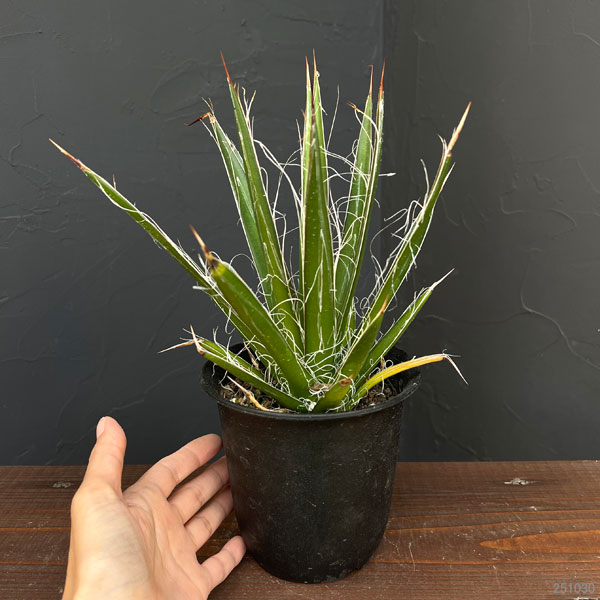 観葉植物 アガベ フィリフェラ4号鉢植え(乱れ雪)の詳細画像1