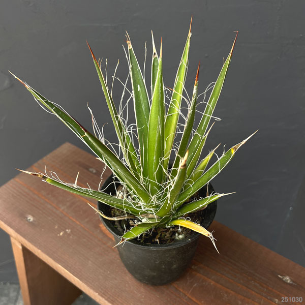 観葉植物 アガベ フィリフェラ4号鉢植え(乱れ雪)の詳細画像2