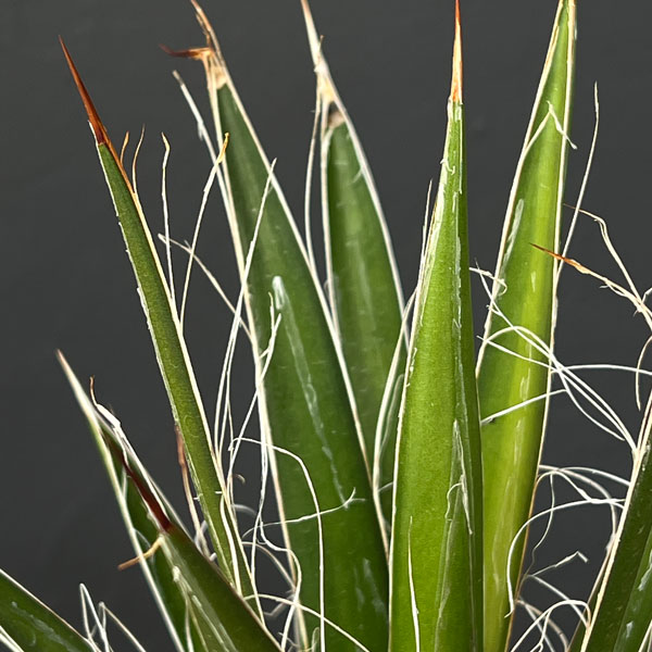 観葉植物 アガベ フィリフェラ4号鉢植え(乱れ雪)の詳細画像3