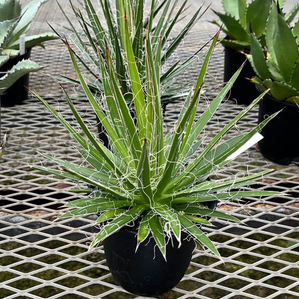 アガベのおすすめ人気商品一覧 通販 - Yahoo!ショッピング