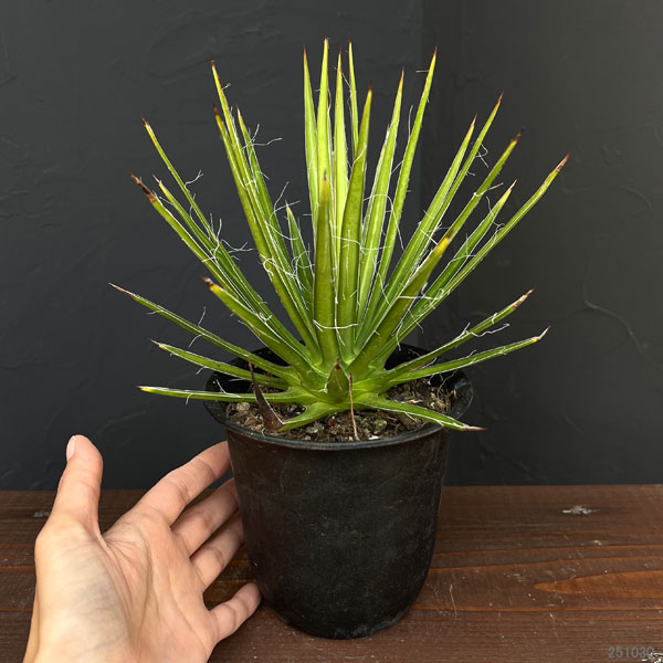 観葉植物 アガベ マルチフィリフェラ4号鉢植えの詳細画像1
