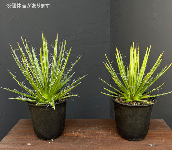 観葉植物 アガベ マルチフィリフェラ4号鉢植えの詳細画像2