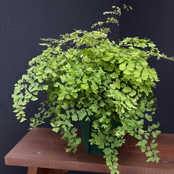 観葉植物 アジアンタムのおすすめ人気商品一覧 通販 - Yahoo!ショッピング