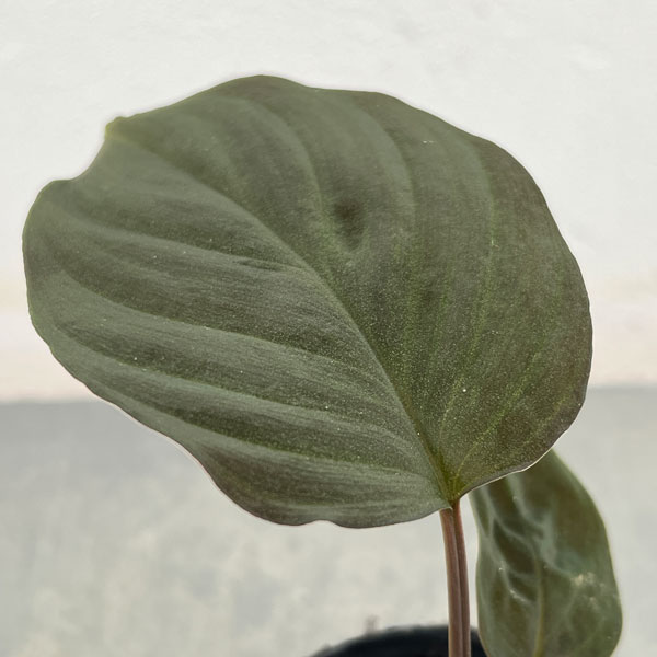 ホマロメナのおすすめ人気商品一覧 通販 - Yahoo!ショッピング