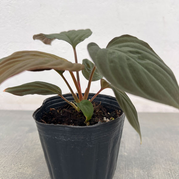 ホマロメナのおすすめ人気商品一覧 通販 - Yahoo!ショッピング