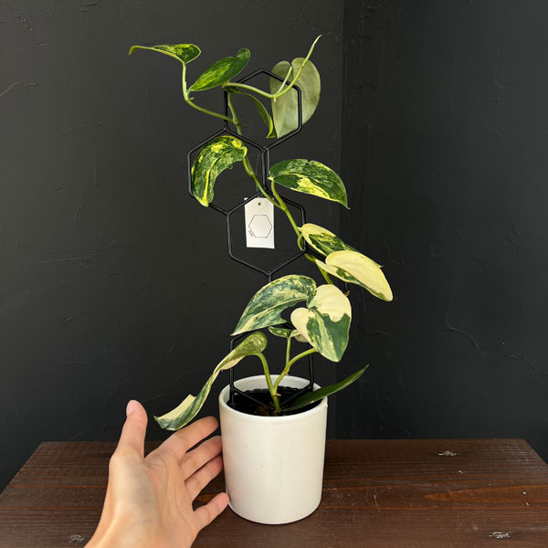 観葉植物 スキンダプサス ジェイドサテンバリエガータ 3.5号ポット