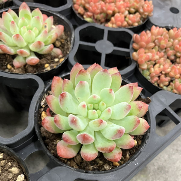 観葉植物 セデベリア ブルーエルフ 2号ポットの詳細画像1