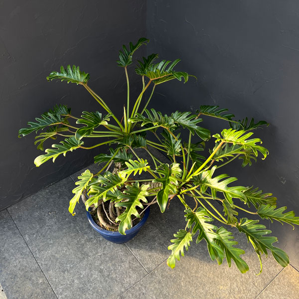 観葉植物 フィロデンドロン クッカバラ 8号鉢植え25-05 : 園芸ネット