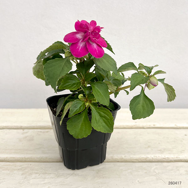 草花の苗 サマーセール (わけあり特価)フィエ...の詳細画像1