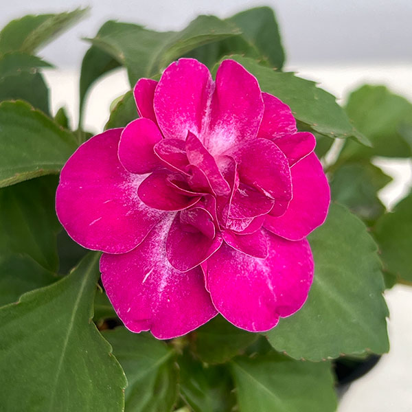 草花の苗 サマーセール (わけあり特価)フィエ...の詳細画像2
