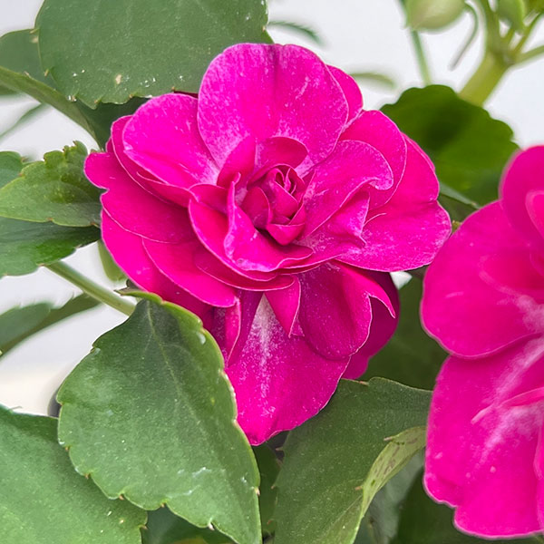草花の苗 サマーセール (わけあり特価)フィエ...の詳細画像3