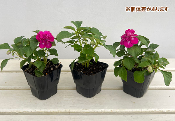 草花の苗 サマーセール (わけあり特価)フィエ...の詳細画像4