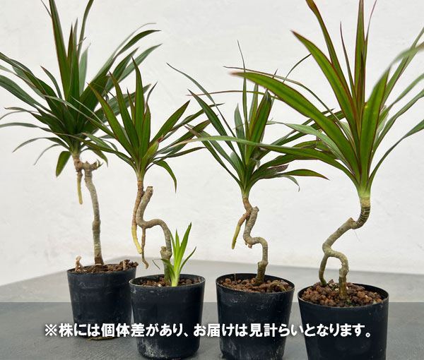 観葉植物 ドラセナ コンシンナ 2号ポット : 園芸ネット - 通販 - Yahoo