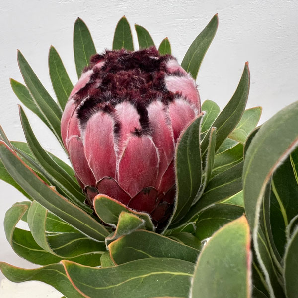 プロテア 苗のおすすめ人気商品一覧 通販 - Yahoo!ショッピング