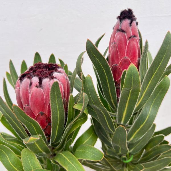 プロテア 苗（苗木、植木） | 花、ガーデニング のおすすめ人気商品