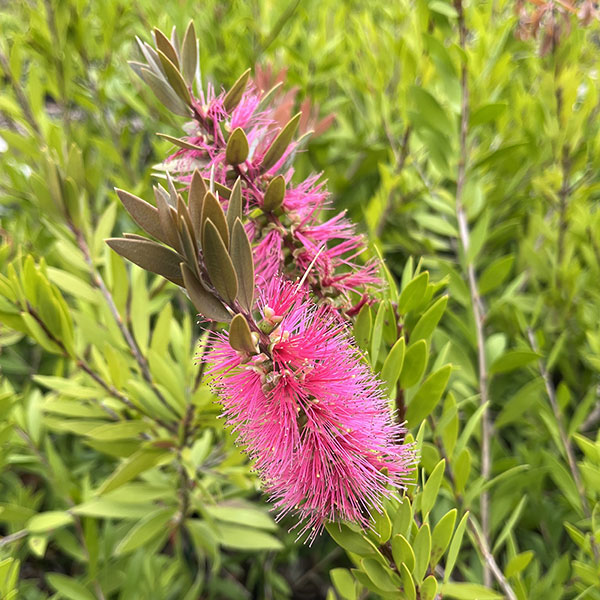 金宝樹 ピンクのおすすめ人気商品一覧 通販 - Yahoo!ショッピング