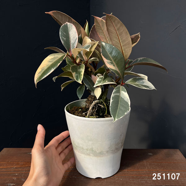 観葉植物 フィカス ティネケ 5号ポットの詳細画像1