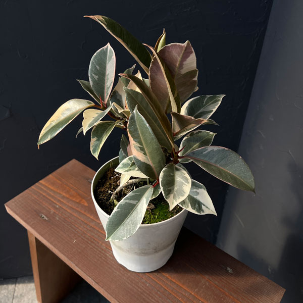 観葉植物 フィカス ティネケ 5号ポットの詳細画像2