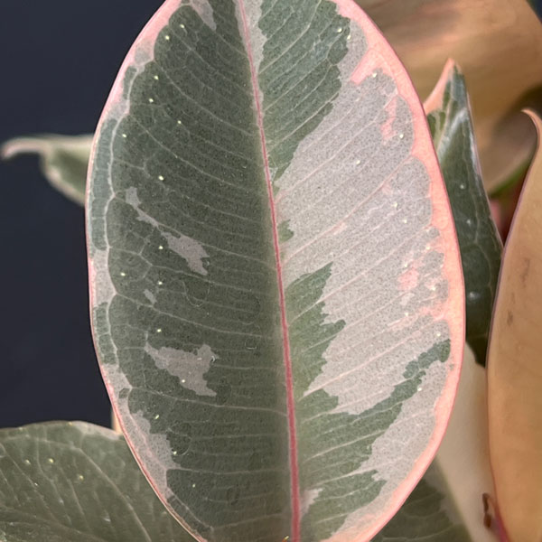 観葉植物 フィカス ティネケ 5号ポットの詳細画像3