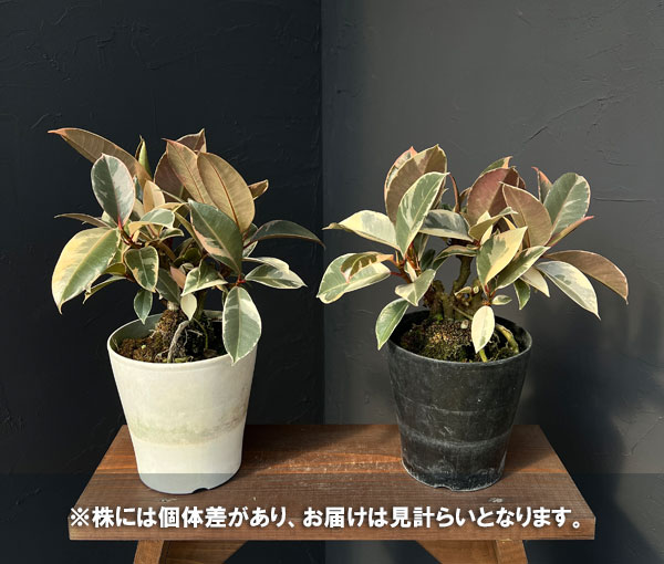 観葉植物 フィカス ティネケ 5号ポットの詳細画像4