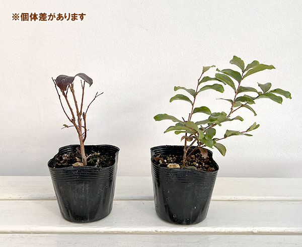 花木 庭木の苗 サルスベリ ディアパープル3....の詳細画像4