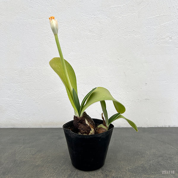 マユハケオモト球根のおすすめ人気商品一覧 通販 - Yahoo!ショッピング