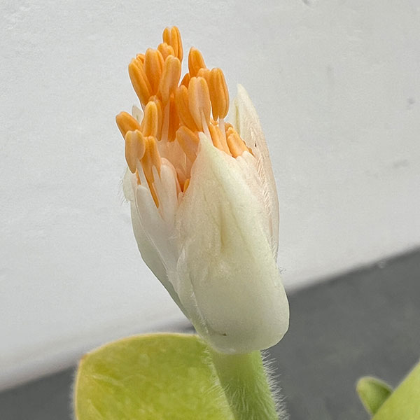 マユハケオモト球根のおすすめ人気商品一覧 通販 - Yahoo!ショッピング