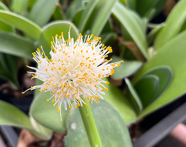 マユハケオモト球根のおすすめ人気商品一覧 通販 - Yahoo!ショッピング