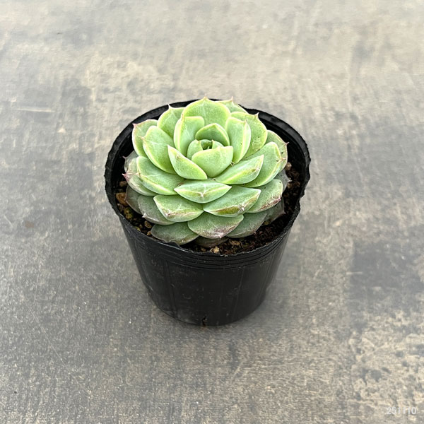観葉植物 エケベリア ローズフェアリー 2号ポットの詳細画像1