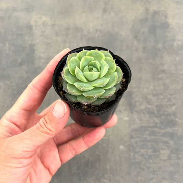 観葉植物 エケベリア ローズフェアリー 2号ポットの詳細画像2