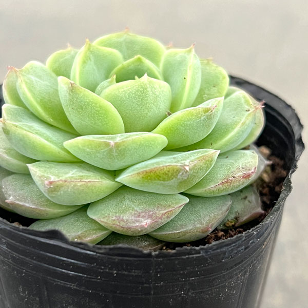 観葉植物 エケベリア ローズフェアリー 2号ポットの詳細画像3