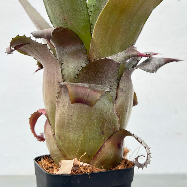 園芸ネット - アナナス類・ブロメリア｜Yahoo!ショッピング