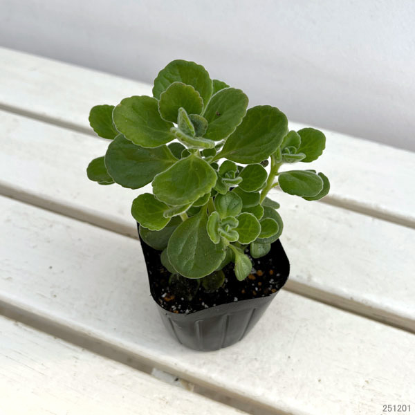 アロマティカスのおすすめ人気商品一覧 通販 - Yahoo!ショッピング