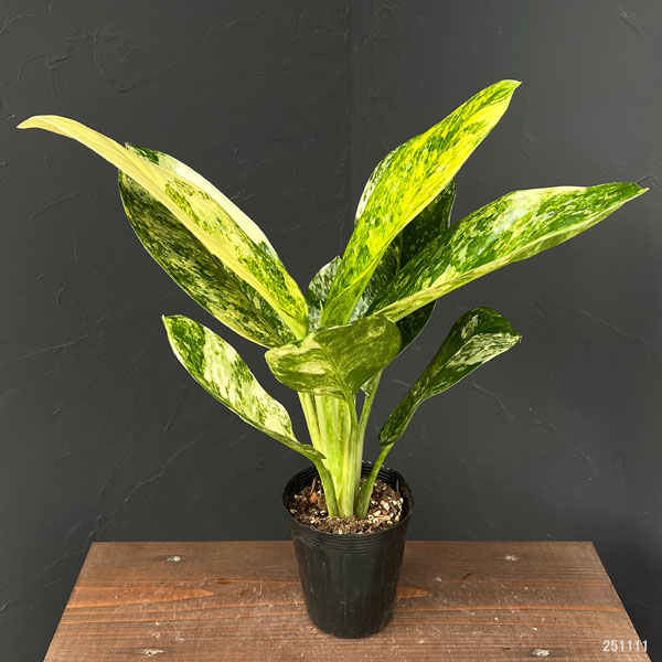 アグラオネマ ピクタム（観葉植物） | 花、ガーデニング のおすすめ