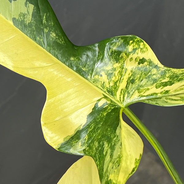 観葉植物 フィロデンドロン バイオリン バリエガータ 3.5号ポット