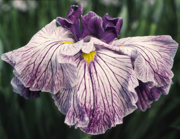 花菖蒲 苗のおすすめ人気商品一覧 通販 - Yahoo!ショッピング