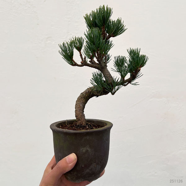 松盆栽のおすすめ人気商品一覧 通販 - Yahoo!ショッピング