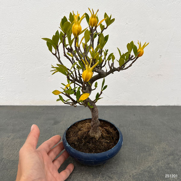 鉢植え クチナシ（花、ガーデニング）の商品一覧 通販 - Yahoo