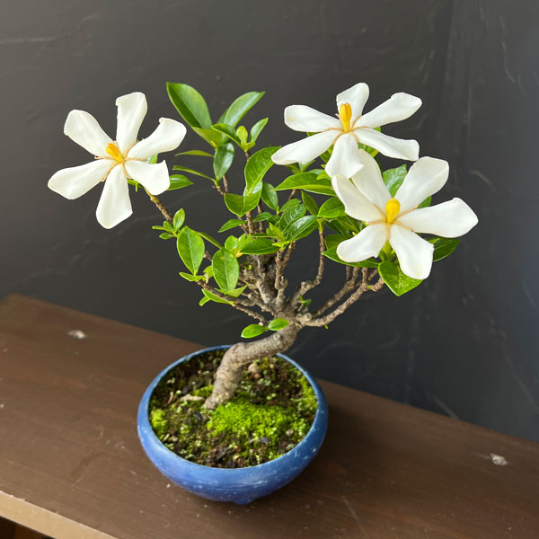 鉢植え クチナシ（花、ガーデニング）の商品一覧 通販 - Yahoo