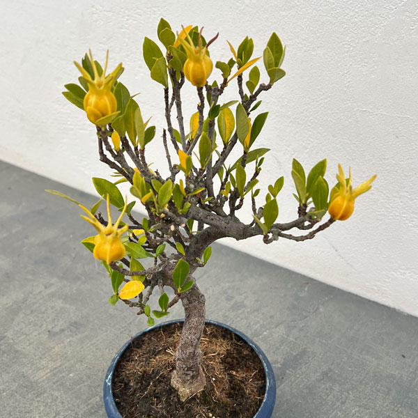 鉢植え クチナシ（花、ガーデニング）の商品一覧 通販 - Yahoo